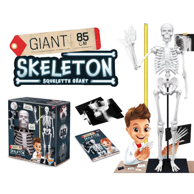 Skelet 85 cm thumbnail 3