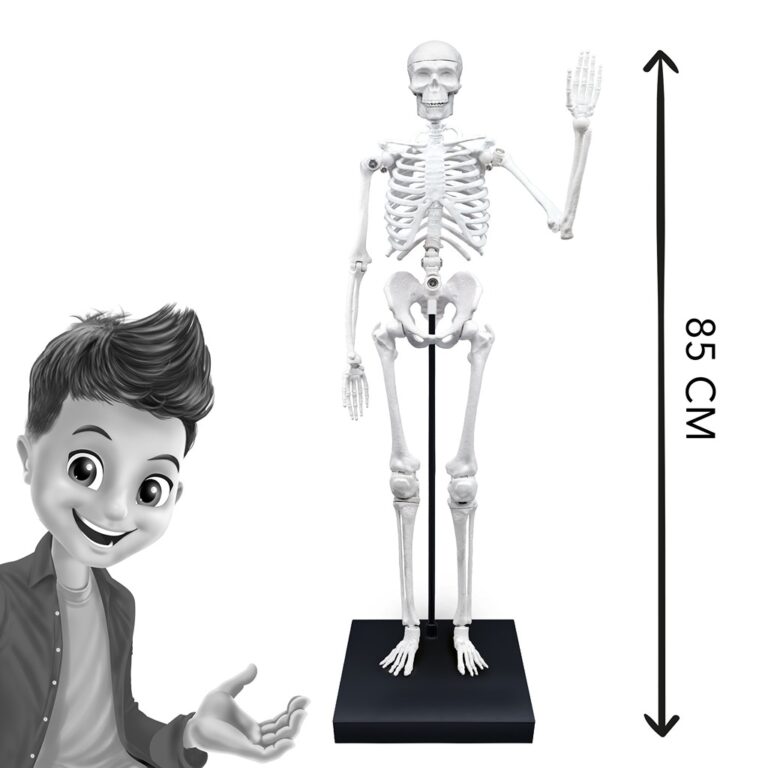 Skelet 85 cm thumbnail 6