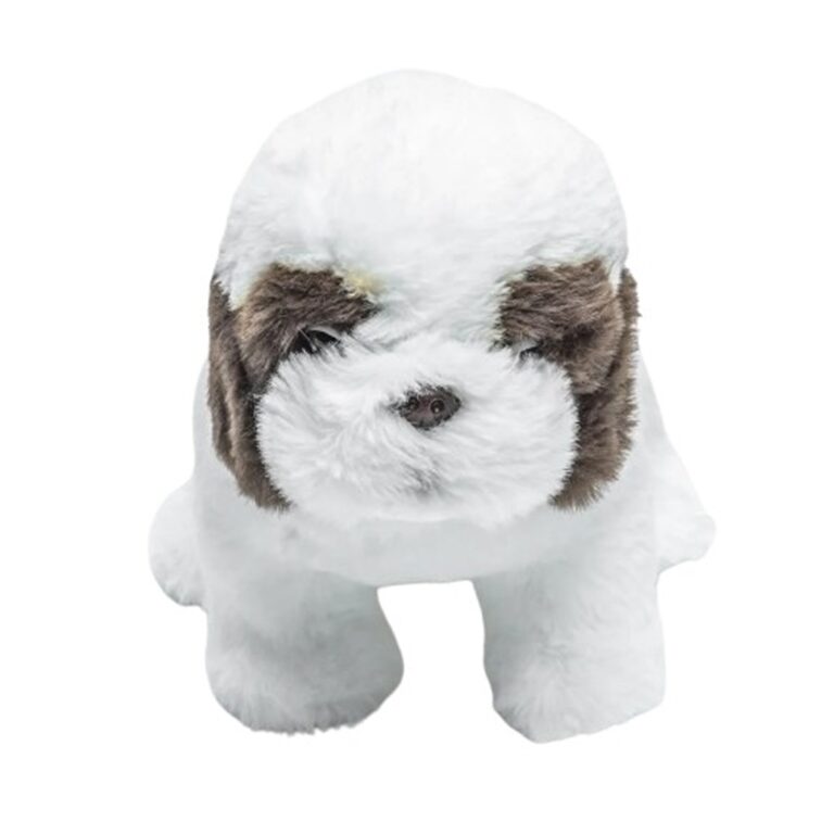 Qenushi Shih Tzu